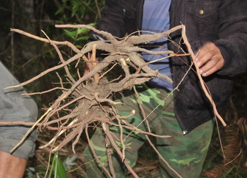 Săn "lộc" đầu năm: Xuyên rừng Kon Pne đào củ khoẻ, uống ai cũng mê