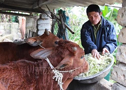 Sức sống mới trên vùng biên cương Lạng Sơn