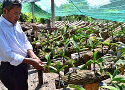 Tây Ninh: Đua nhau trồng lan rừng Ngọc Điểm, dân ở đây giàu