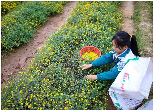 Trộn thương nhớ vào nhớ thương