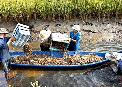 Trồng lúa... thông minh trên đất nuôi tôm, lợi nhuận tăng rõ rệt