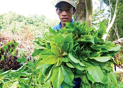 An Giang: Vượt qua thú dữ, rắn độc, hái rau rừng kiếm tiền triệu