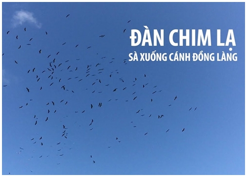 Đàn chim lạ cả trăm con sà xuống cánh đồng làng