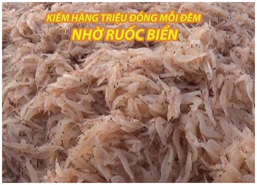 Ruốc trải đỏ bờ biển Đà Nẵng, ngư dân thu hàng triệu đồng mỗi đêm