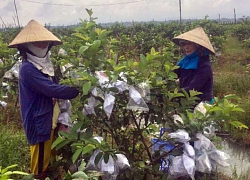 Đem vườn xuống ruộng, biến lỗ thành lời