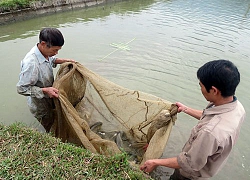 Được vay vốn Hội đầu tư nuôi cá, 14 hộ này vươn lên khấm khá