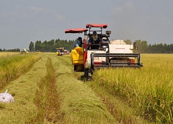 Giá lúa giảm trái ngược với dự báo, nhà nông đứng ngồi không yên