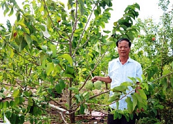 Kiếm tiền tỷ mỗi năm từ vùng đất "chó ăn đá, gà ăn sỏi"