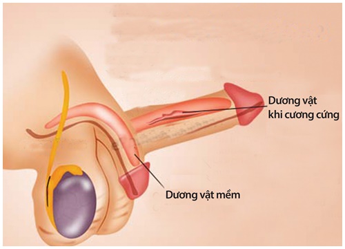 Nhận diện rối loạn hoạt động quan hệ ở nam giới