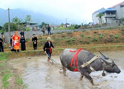 Thái Nguyên: 8 dân tộc anh em nô nức ngày hội xuống đồng cày cấy