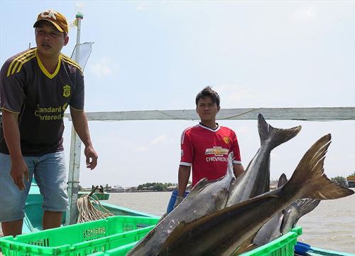 'Tuần trăng mật' biển Tây, ngư dân kiếm bộn tiền