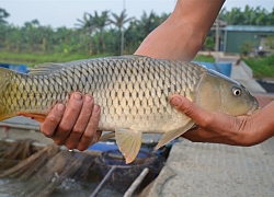 &#8220;Biến&#8221; cá chép thường thành cá chép giòn, bán 130-150 ngàn/kg