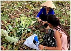 Đi mót khoai cao về làm món ăn vặt Khoai cao dồn thịt chiên xù