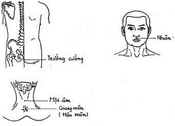 Kiến thức cần biết để &#8216;thượng mã phong&#8217; không còn là tai nạn nguy hiểm chốn phòng the