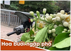 Hoa bưởi ngập phố, giá chát vẫn đắt hàng