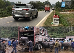 Nhiều khó khăn trong ngăn ngừa dịch bệnh gia súc gia cầm ở Cao Bằng