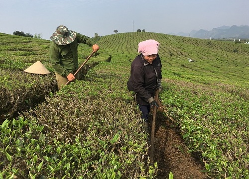 Mộc Châu:Nông dân kiếm tiền bộn tiền từ trồng chè VietGAP