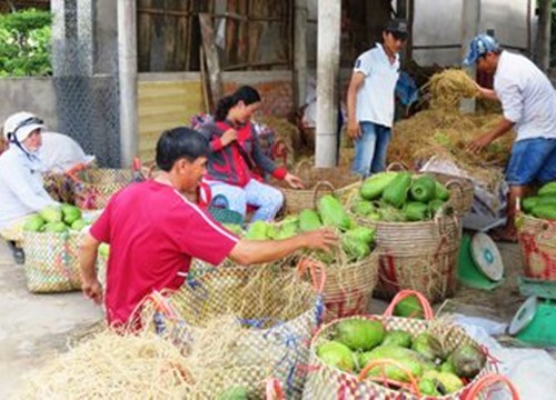 Đất cù lao sung túc nhờ mãng cầu xiêm, thu 20-30 triệu/công