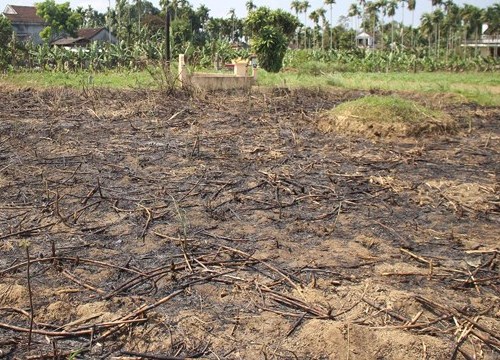 Điêu đứng vì không có người mua mía, nông dân cay đắng đốt cả ruộng