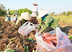 Gia Lai: Khoai lang củ to bự, dân méo mặt vì doanh nghiệp "bỏ bom"