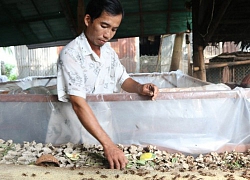 Nuôi dế thương phẩm "làm chơi, ăn thật", kiếm bộn tiền