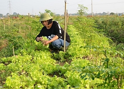 Sau 2 cái tát, mô hình nông nghiệp lười đầu tiên của miền Bắc ra đời