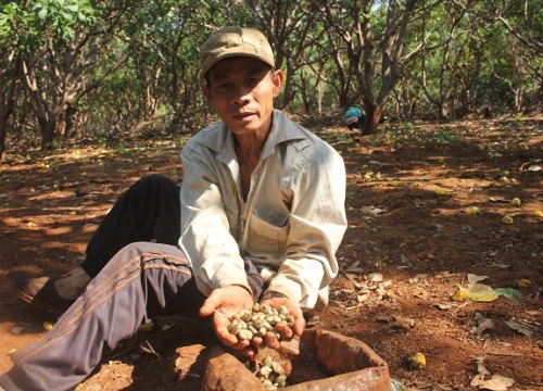 Thủ phủ điều bi đát vì mất mùa mất giá, nông dân cạn nước mắt