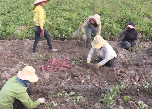 Đau xót: Nguy cơ bỏ thối, làm phân xanh hơn 600ha khoai lang Nhật