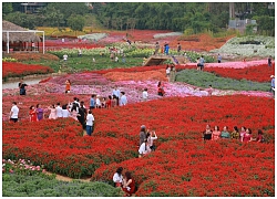 Hà Nội: Đẹp phát hờn thung lũng hoa "lạ mà quen" đang mùa nở rộ