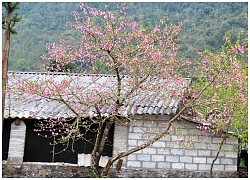 Hoa xuân trên cao nguyên đá Đồng Văn