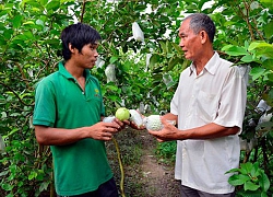 Kiên Giang: Thấy giống ổi lạ, mua về trồng, không ngờ lại bán chạy