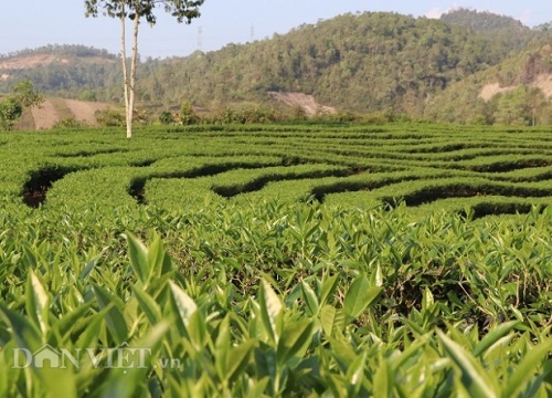 Trồng cây đặc sản chỉ vặt búp non bán, dân Mường É giàu