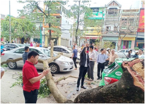 Cành cây gẫy đè trúng 2 ô tô trên đường, khoảnh khắc tài xế thoát nạn khiến bao người thở phào