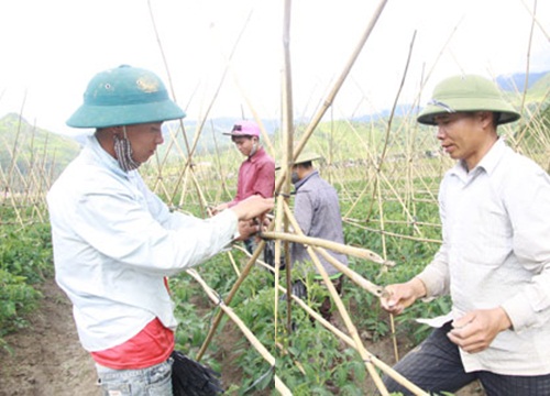 Chủ tịch xã mang giống lúa mới giúp dân đổi đời