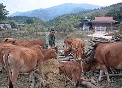 Đây là lý do 1 hộ nghèo khó có đàn bò khỏe đẹp