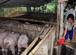 Giá heo hơi hôm nay 5/3: Miền Nam duy trì giá cao, chặn dịch tả lợn châu Phi bằng &#8220;5 không&#8221;