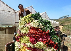 Lâm Đồng: Sắm xế hộp đi trồng hoa hồng dưới chân núi Langbiang