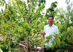 Người gieo màu xanh no ấm trên vùng đất khó: Thu nhập 1 tỷ đồng/năm