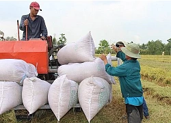 NHNN yêu cầu đẩy mạnh hỗ trợ ngành lúa gạo