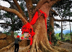 "Quái" đa thần cổ 300 tuổi được cho là rất linh thiêng, có 6 thân