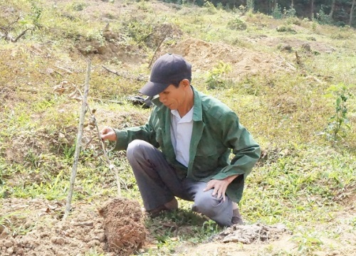 Thừa Thiên Huế: Kẻ lạ mặt đe dọa người làm, phá vườn bưởi của lão nông tật nguyền