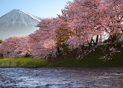 Hoa anh đào Nhật Bản: Từ &quot;hanami&quot; đến &quot;yozakura&quot;