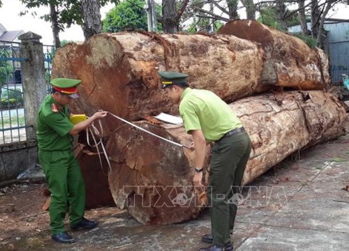 Khai thác gỗ trái phép trong rừng phòng hộ, 3 đối tượng bị khởi tố