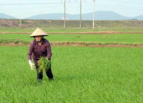 Phòng, chống sâu bệnh vụ lúa đông xuân