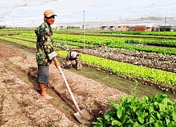 Cây trồng héo hon vì khô hạn, nhà nông vật vã tìm nước tưới