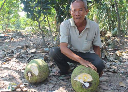 Có ai đâu ngờ lại có ngày bán 1 trái mít bự giá 500 ngàn đồng