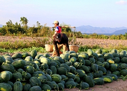 Gia Lai: Khốn khổ, dưa hấu được mùa, giang hồ tranh nhau bảo kê