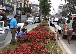 Hình ảnh người dân đánh ô tô đến "hôi hoa" dọc đường Kim Mã gây xôn xao MXH