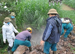 Hưng Yên lại bùng phát ổ dịch tả lợn châu Phi, ngay lập tức tiêu hủy