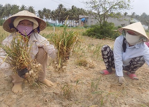 Khánh Hòa: Chăm chỉ trồng tỏi VietGAP, lên kệ siêu thị và thu tiền